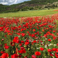 Red poppy flowers growing on field