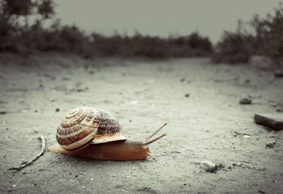 Close-up of snail