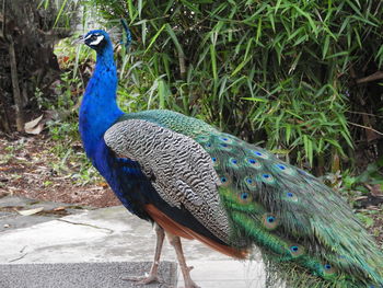 Close-up of peacock