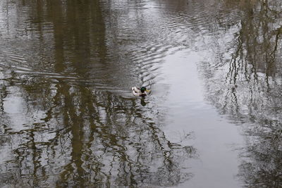 Reflection of trees in water