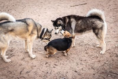 High angle view of dogs