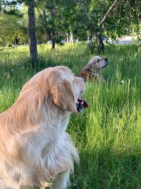 Dog in a field