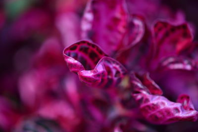 Close-up of pink rose flower