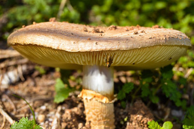 Close-up of bee on mushroom