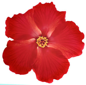 Close-up of red hibiscus over white background