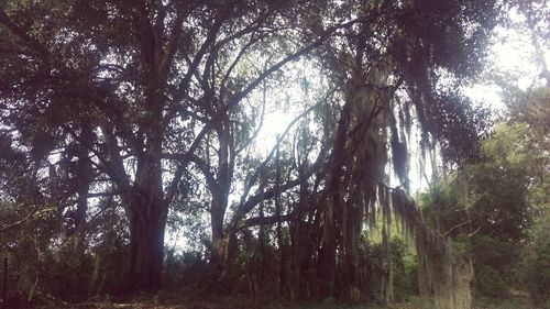 Low angle view of trees in forest