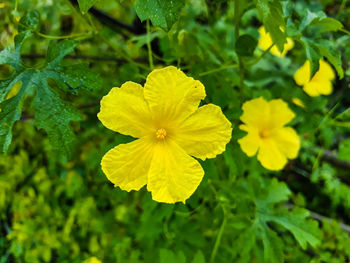 Close-up of yellow flowering plant