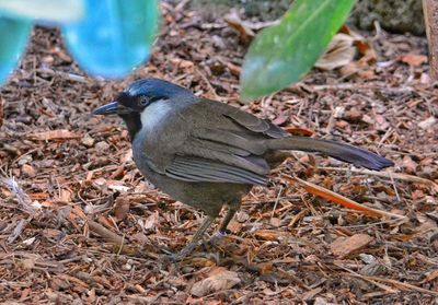 Close-up of bird on field