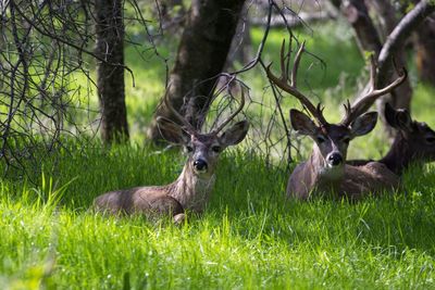 Deer on field