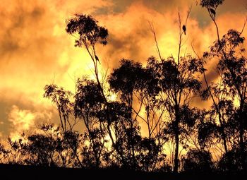 Silhouette of tree against cloudy sky