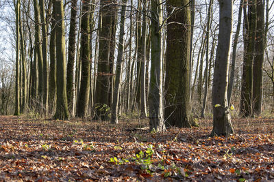 Trees growing in forest