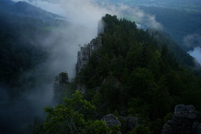 Trees in forest against sky during foggy weather