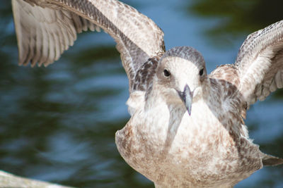 Close-up of a seagull