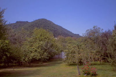 Scenic view of green landscape and trees against clear sky
