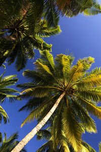 Low angle view of palm tree against clear sky