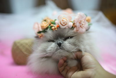 Close-up of hand holding cat