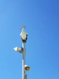 Low angle view of seagull perching on pole against clear sky