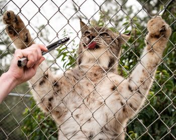 Latge cat getting fed through fence