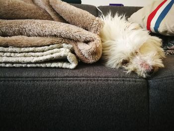 Close-up of dog sleeping