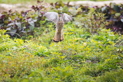 Wild mushroom growing on field