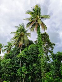 Low angle view of coconut palm trees against sky
