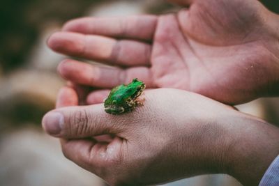 Close-up of hand holding small leaf