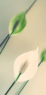 Close-up of white lotus plant