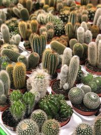 Full frame shot of succulent plants