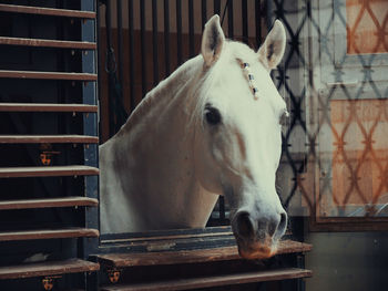 Close-up of horse