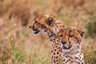 Two cheetah cubs on field