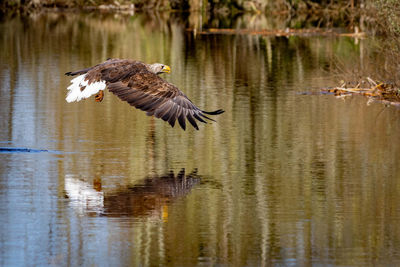 Bird flying over lake