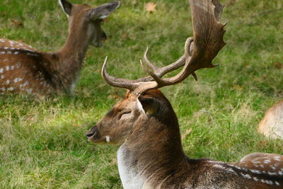 Deer in a field