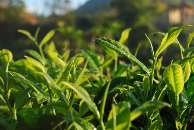 Close-up of fresh green plant on field