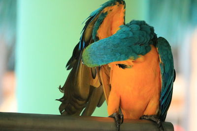 Close up of a parrot as it cleans its wing