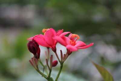 Close-up of pink flower