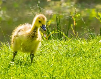 Bird in a field