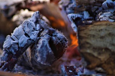 Close-up of fire on log