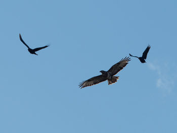 Low angle view of birds flying against clear blue sky