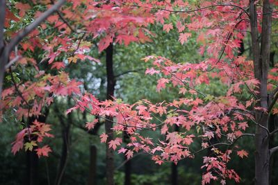 Close-up of red maple leaves on tree