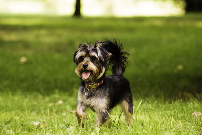 Portrait of a dog on field