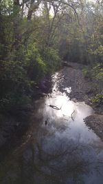 Stream amidst trees in forest