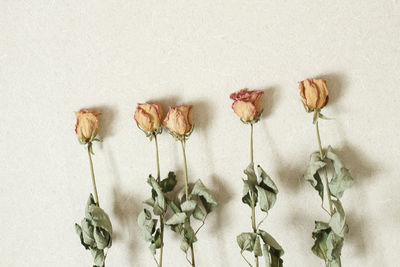 Close-up of flowers over white background