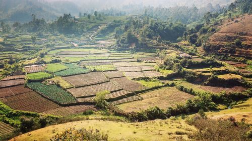 Scenic view of rice paddy against trees