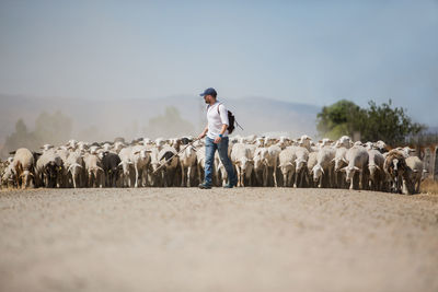 Herd of woolly sheep with tags and young shepherd grazing on dry grass of hilly terrain on sunny day