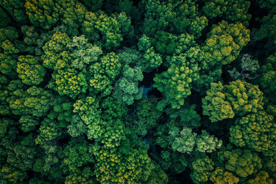 High angle view of vegetables