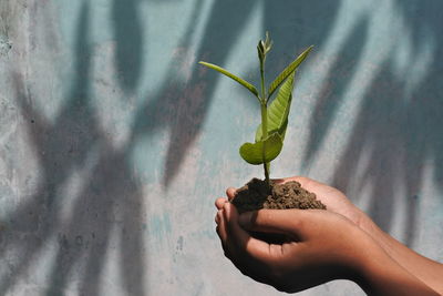 Cropped hands holding plant against wall