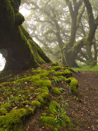 Scenic view of trees in forest