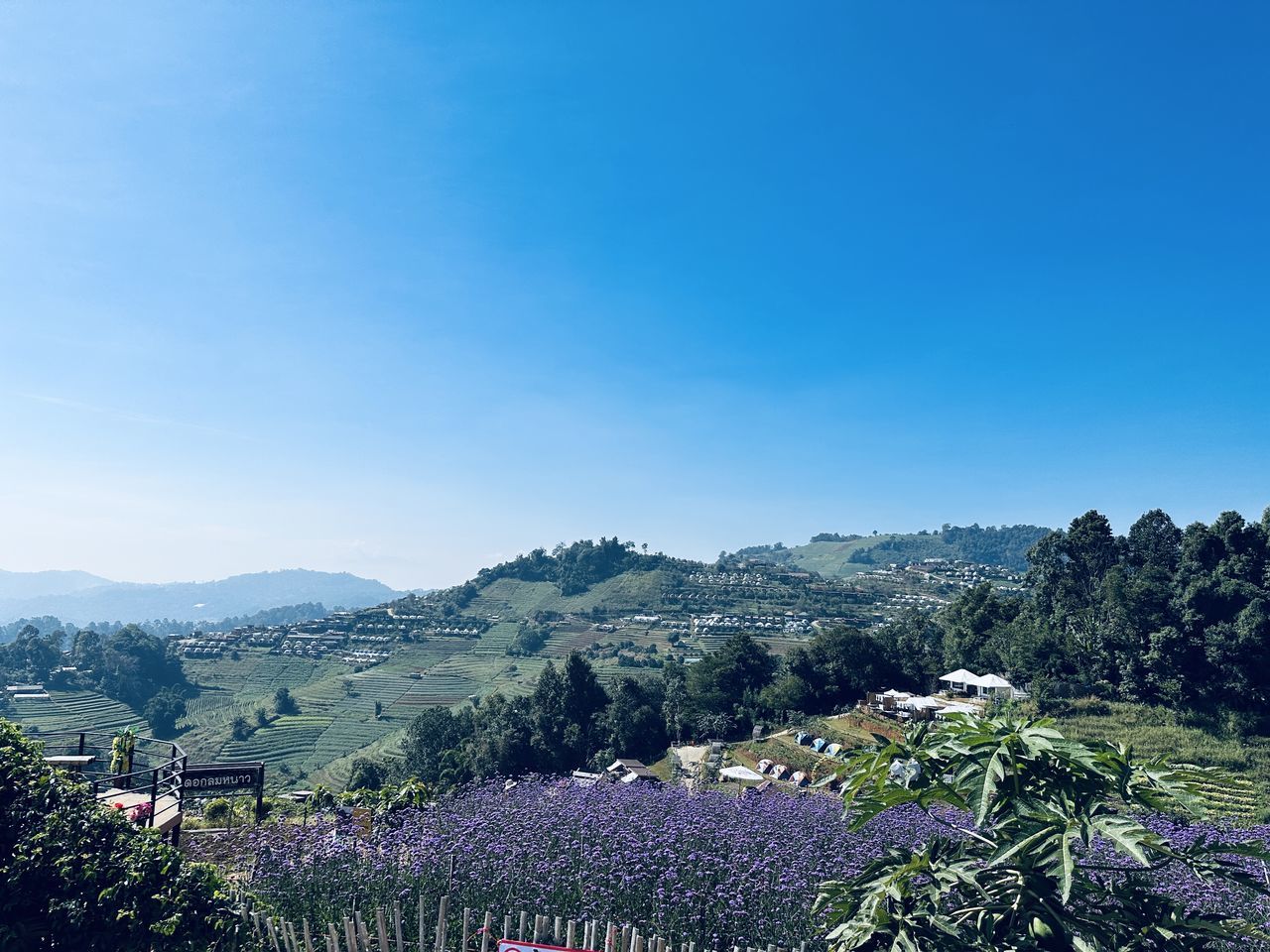 Taowow