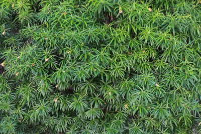 Full frame shot of plants growing on field