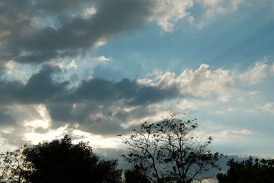 Low angle view of tree against sky